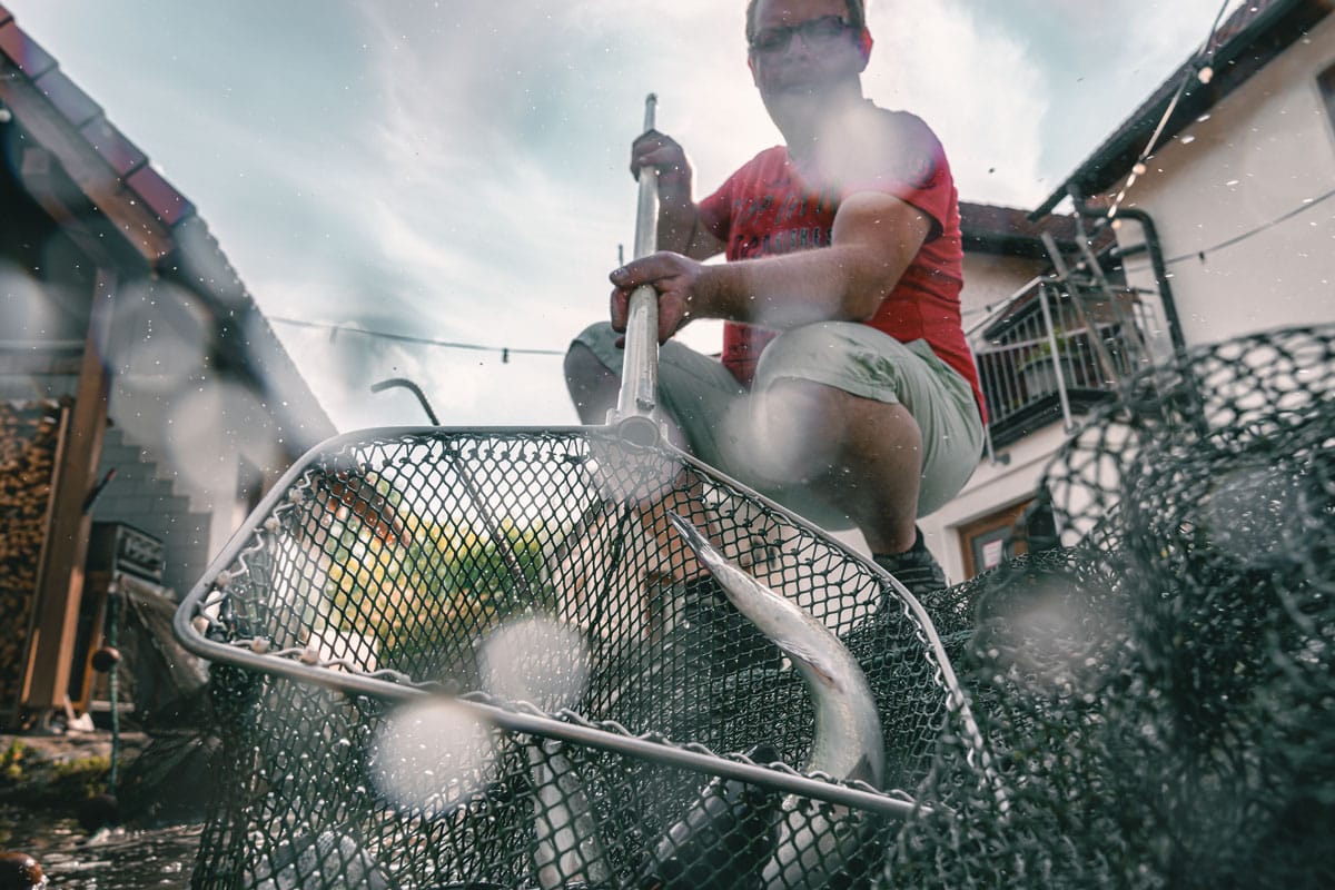 Herr fischt mit Käscher Fisch aus Wasser